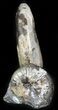 Hoploscaphites Ammonite Cluster- South Dakota #46870-2